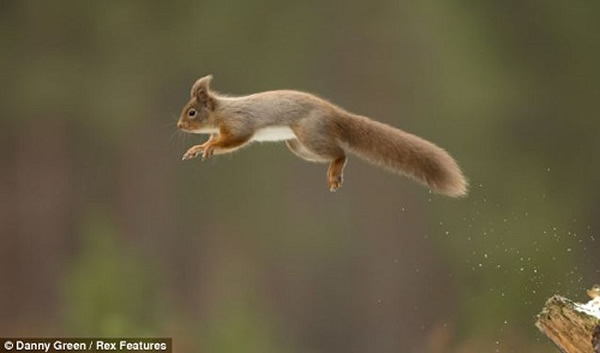 红松鼠腾空跳跃