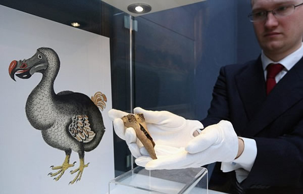 佳士得拍卖已灭绝的渡渡鸟遗骨