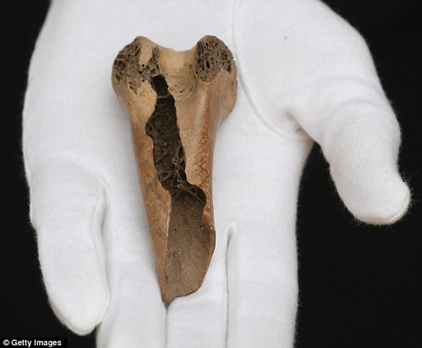 佳士得拍卖已灭绝的渡渡鸟遗骨