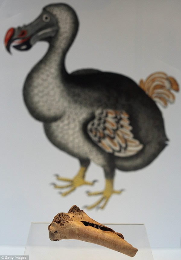 佳士得拍卖已灭绝的渡渡鸟遗骨