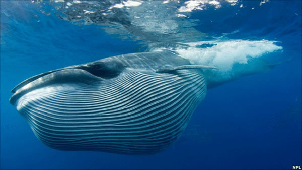 这种追踪蓝鲸的的方法已经成为了全世界其它鲸鱼研究人员的蓝本。