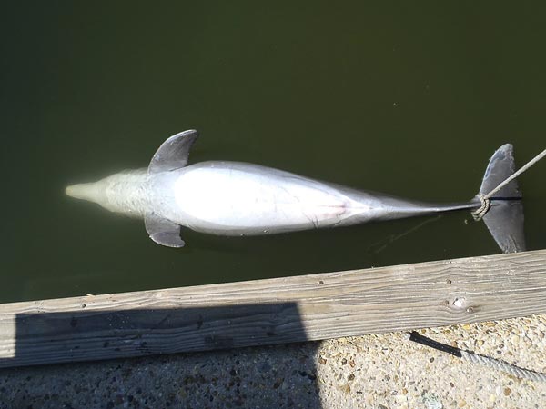 A bottlenose dolphin found shot dead in Ocean Springs, Mississippi, on November