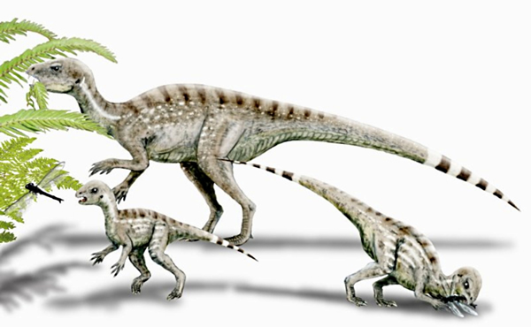 (Heterodontosaurus)ԭͼ