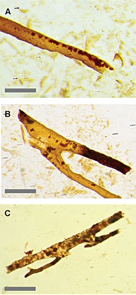 古生物学家质疑恐龙软组织发现