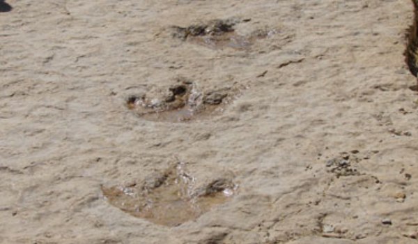 也门共和国境内发现蜥脚类恐龙足迹化石