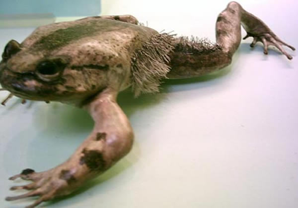 当遇到威胁时,喀麦隆境内的刚毛蛙会穿透皮肤形成锋利的爪子