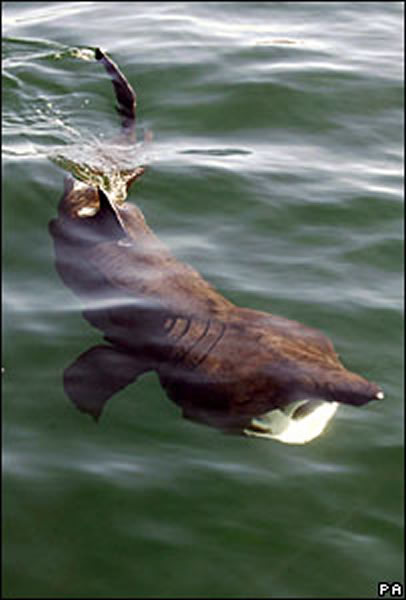 ר����Ϊ���޿���������