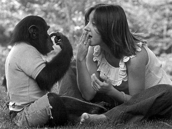 著名的黑猩猩Nim Chimpsky