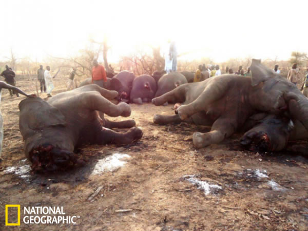 3��14�պ�15�յ���ɱ֮�󣬵������Ǵ����ʬ�塣