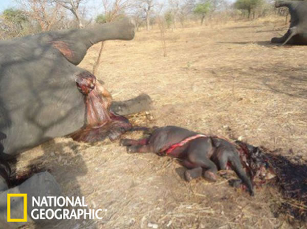 3��14�պ�15�յ���ɱ�¼��У��⵽��ɱ��ĸ��������������