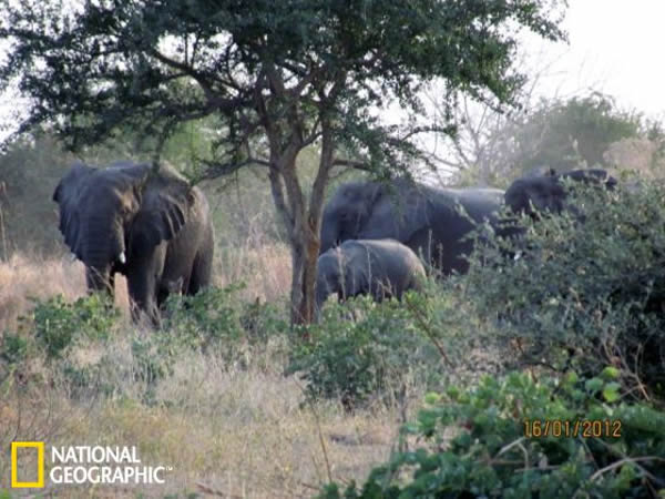 �����������Ԯ����SOS Elephants����֯Ӫ�ظ����Ĵ���