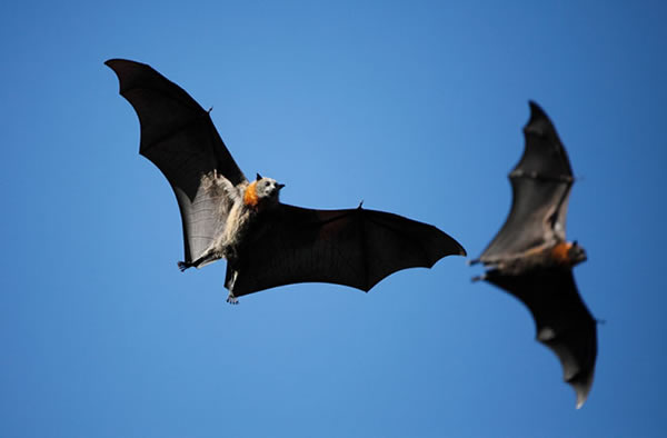 Male Bats Perform Oral Sex on Females