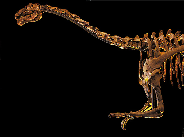 恐龙还原骨架