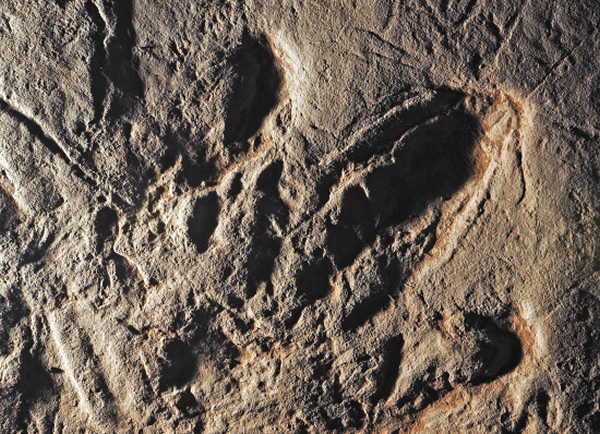 发现恐龙足迹时,最理想的情况是,足迹和化石能在附近同时被发现,这便于判断属何种恐龙,但遗憾的是,这种情况目前还没碰到