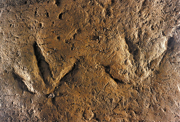 兽脚类恐龙后足迹