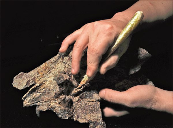 科研工作者正在修理恐龙化石,这片土地之上的精彩不仅仅是恐龙足迹,还有恐龙骨骼化石