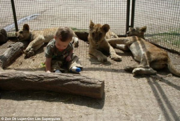 孩子和小狮子一起玩耍