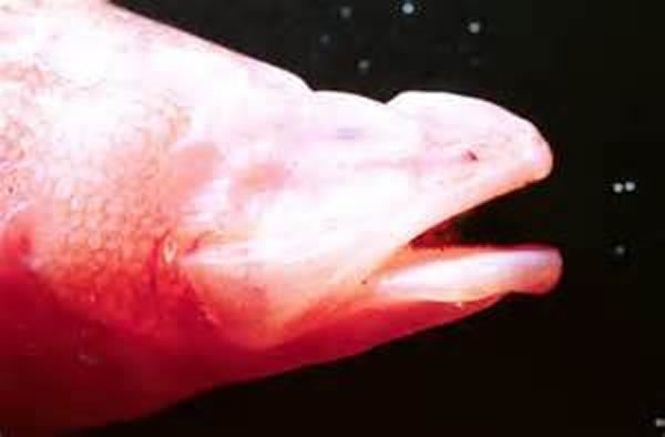 �о���Ա��Ϊ�������Ķ�Ѩ�������������ˮ���񶯵ĸ����ж���Ѱ��ʳ�����ż