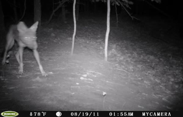 ������Ѫ�ֺܿ����ǻ�����Ұ��������