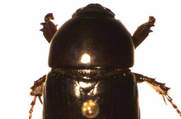 ���������Ƿ��޺ڼ׳�Ľ���