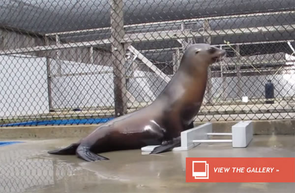 Sea Lion Rocks Out to the Beat