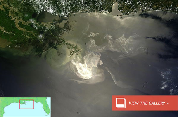 Record Dolphin, Sea Turtle Deaths Since Gulf Spill