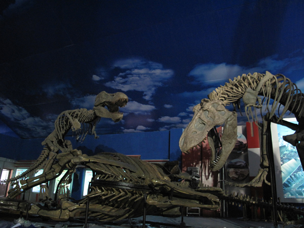 “白垩纪恐龙生活世界展”中暴龙猎杀鸭嘴龙的血腥场景