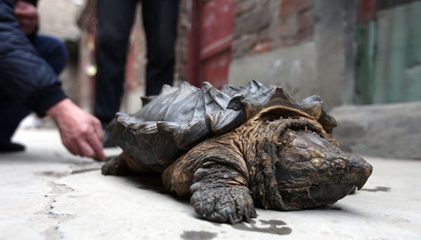 河南省汤阴县市民在河边散步时抓到大鳄龟