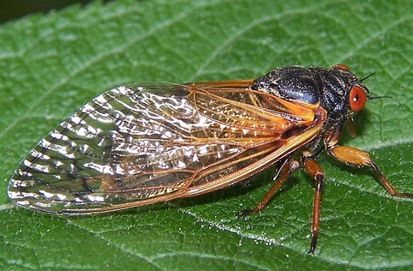 A 17-year periodic cicada, Magicicada sp. brood XIII, in 2007, photographed at L