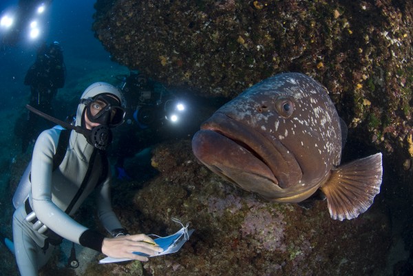 Pierre-Yves Cousteau comes face to face with a dusky grouper in Cabrera Archipel