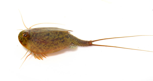欧洲蝌蚪虾Triops cancriformis