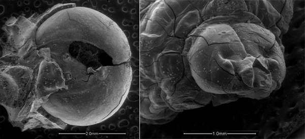 3000��ǰ�ķ䳲