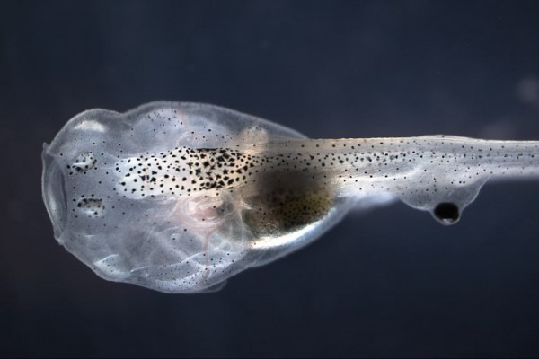 A tadpole with an eyeball growing on its tail. Image courtesy D. Blackiston and