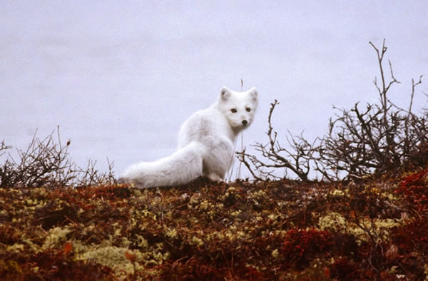 An Arctic Fox looks over its shoulder in the tundra.