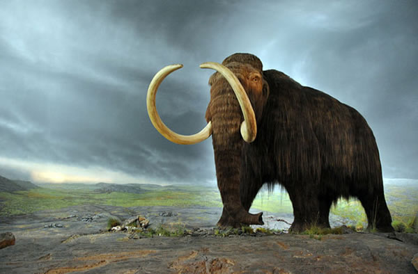 Woolly Mammoth