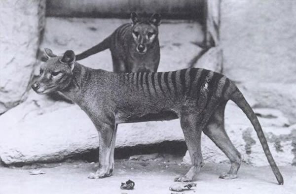 Tasmanian Tiger