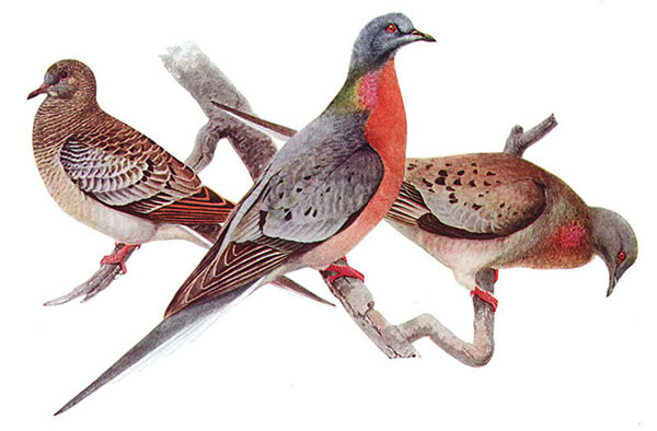 Passenger Pigeon