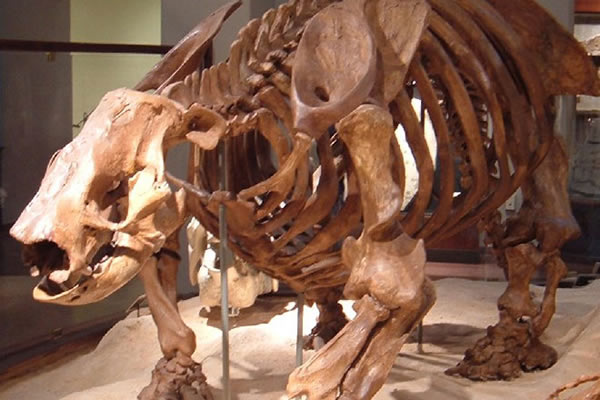 Ground Sloth