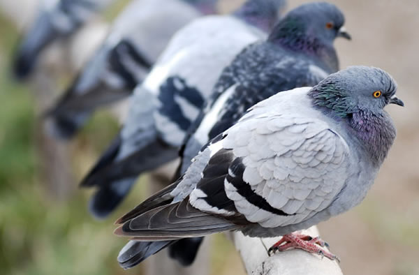New Bird Flu Strain in China Prompts Pigeon Kills