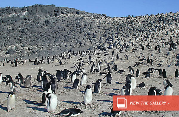 Penguins Benefit From Climate Change