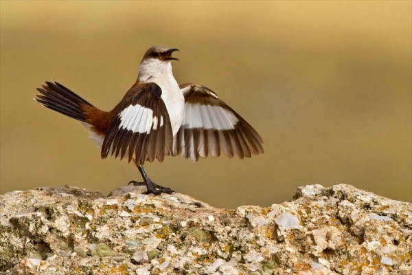A white-bellied cinclodes displays in the this award-winning image. Photograph c