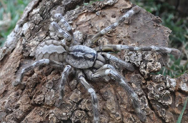 Meet Poecilotheria rajaei, the tarantula as big as your face.