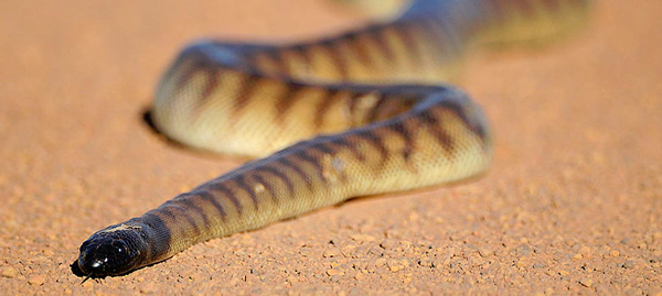 Black-headed python, by Djambalawa