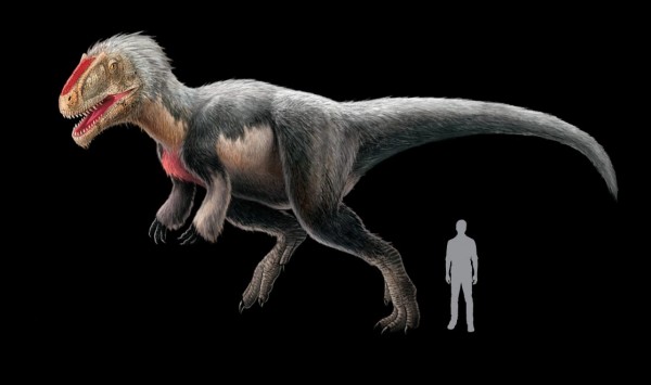 The feathered T. rex relative Yutyrannus, pictured in an illustration by Xing Li