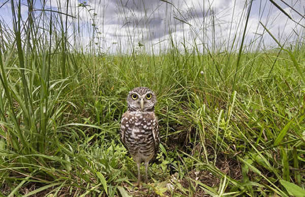 ��Ѩ��èͷӥΪ��ʳ���ҹ��