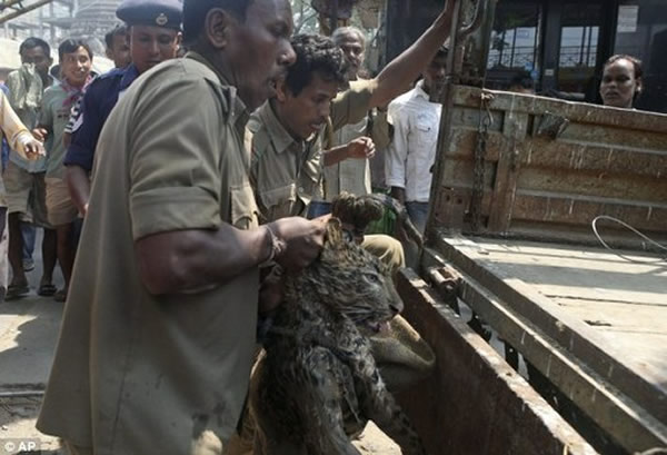 印度东北部一只幼豹在觅食时不慎掉入井里