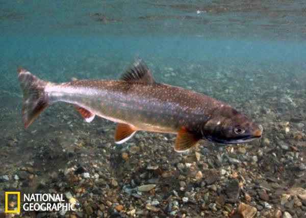 产卵季节中的花羔红点鲑