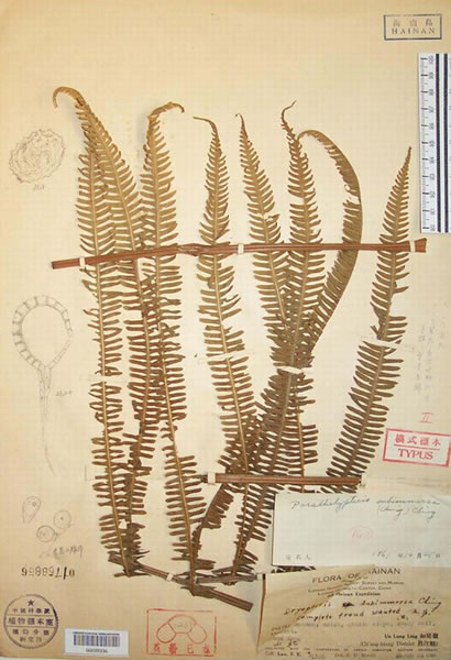 保存在国家标本馆(PE)的海南金星蕨的模式标本