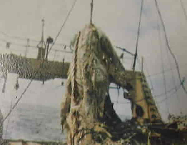 1977���ձ�������Ŵ��������ġ����֡�