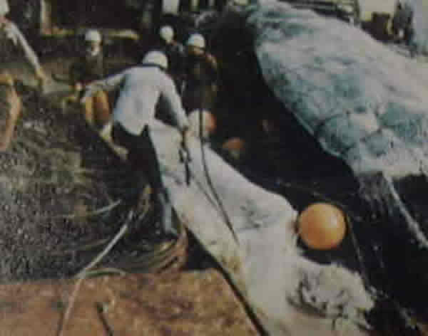 1977���ձ�������Ŵ��������ġ����֡�